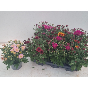 CHRYS GARDEN MUMS GM