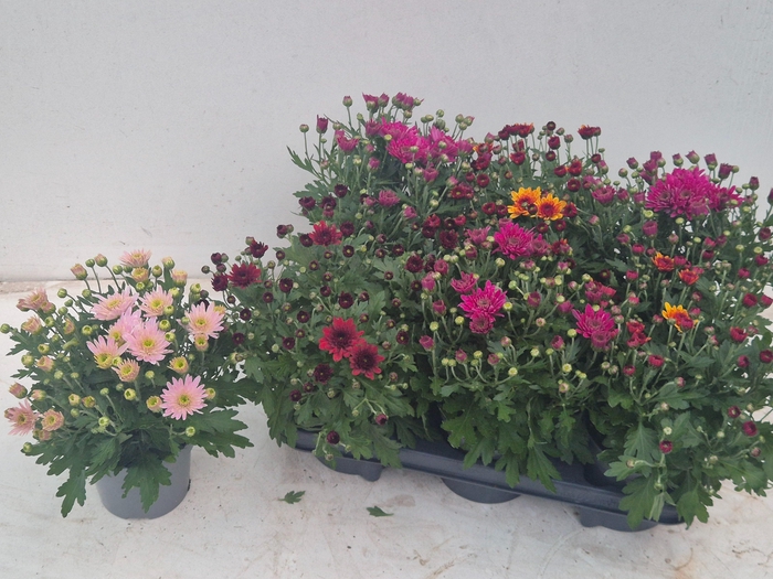 <h4>CHRYS GARDEN MUMS GM</h4>