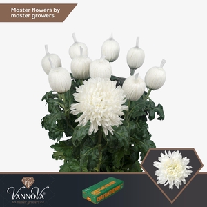 CHRYSANTHEMUM PL 'ANTONOV'