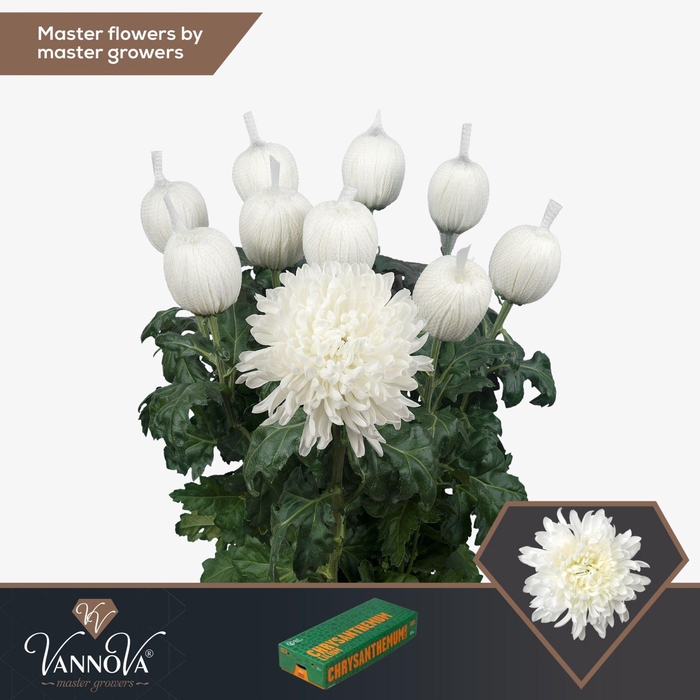 <h4>CHRYSANTHEMUM PL 'ANTONOV'</h4>