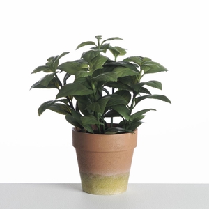 AF Basilicum in pot H28cm D.Gr