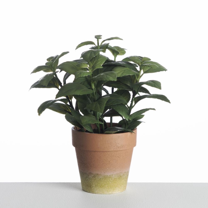 <h4>AF Basilicum in pot H28cm D.Gr</h4>