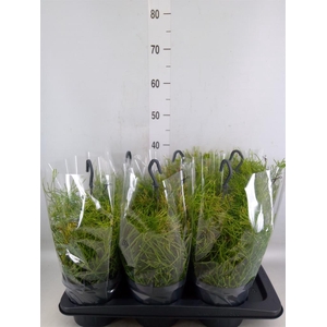 Rhipsalis clavata 'Easy Sweety'