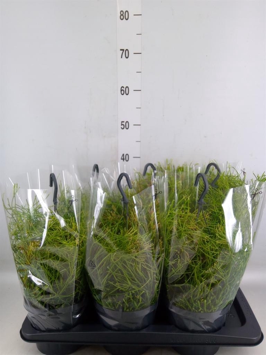 <h4>Rhipsalis clavata 'Easy Sweety'</h4>