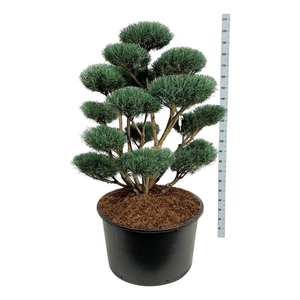 Pinus sylv. 'Watereri'