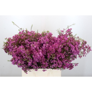 Chamelaucium Ariel