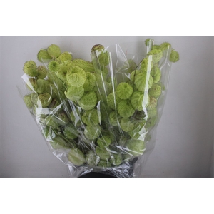 Asclepia Moby Dick Super P Bunch