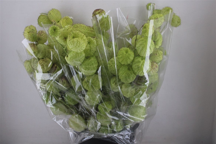 <h4>Asclepia Moby Dick Super P Bunch</h4>