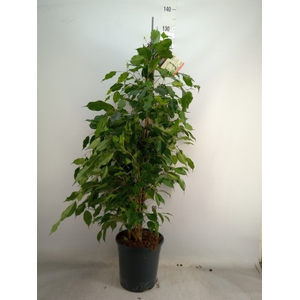 Ficus benja. 'Exotica'