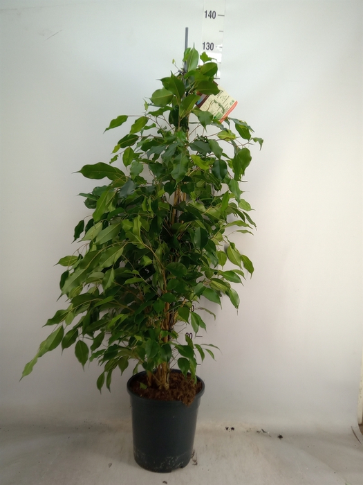 <h4>Ficus benja. 'Exotica'</h4>