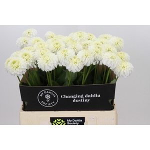Dahlia Snow Cap
