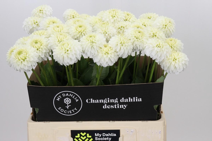<h4>Dahlia Snow Cap</h4>