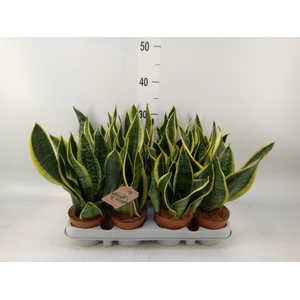 Sansevieria trifa. 'Futura Superba'