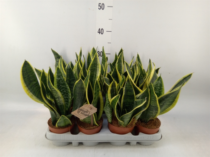 <h4>Sansevieria trifa. 'Futura Superba'</h4>