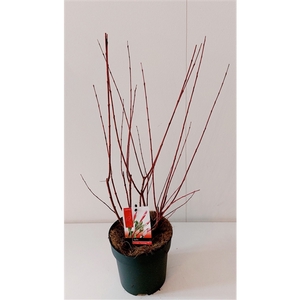 Salix Flamingo bush p17