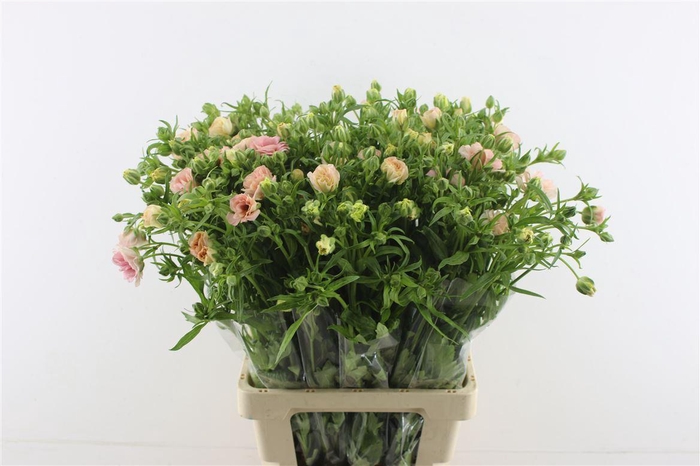 <h4>Ran. Moderna Mascarpone</h4>