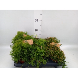 Rhipsalis   ...mix
