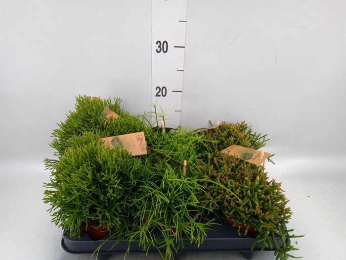 <h4>Rhipsalis   ...mix</h4>