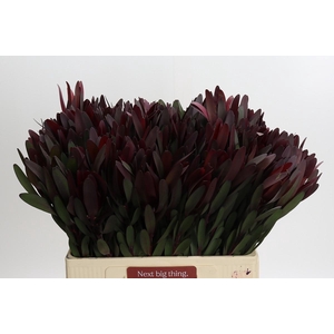 Leucadendron Saf Sunset Dark R.