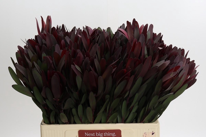 <h4>Leucadendron Saf Sunset Dark R.</h4>