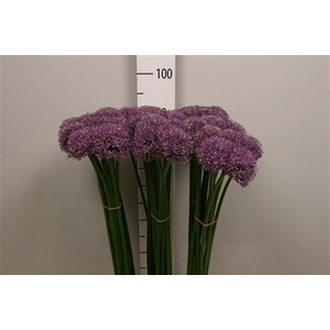Allium Gladiator