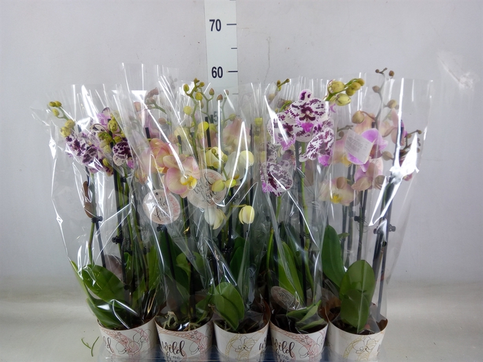 <h4>Phalaenopsis   ...</h4>