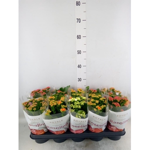 Kalanchoe blos. 'RosDon Dione'