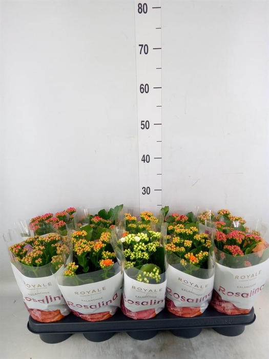 <h4>Kalanchoe blos. 'RosDon Dione'</h4>