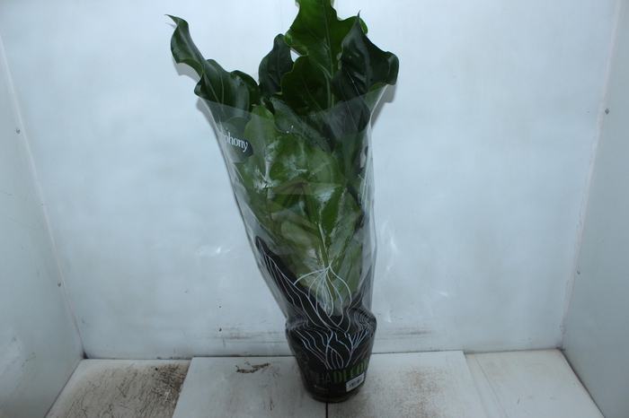 <h4>ANTHURIUM PLOWMANII P19</h4>