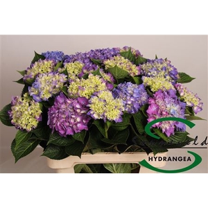 HYDR M RODEO PAARS GROEN X20