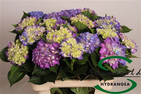 <h4>HYDR M RODEO PAARS GROEN X20</h4>