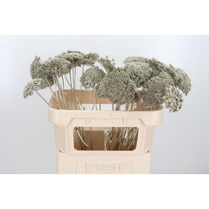 Ammi Zaad Kl Bh Platina