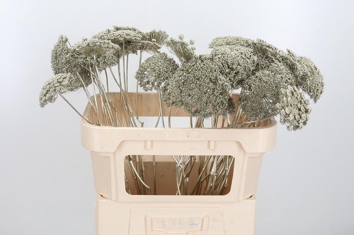 <h4>Ammi Zaad Kl Bh Platina</h4>