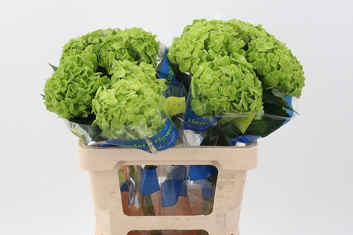 <h4>Hydrangea green</h4>