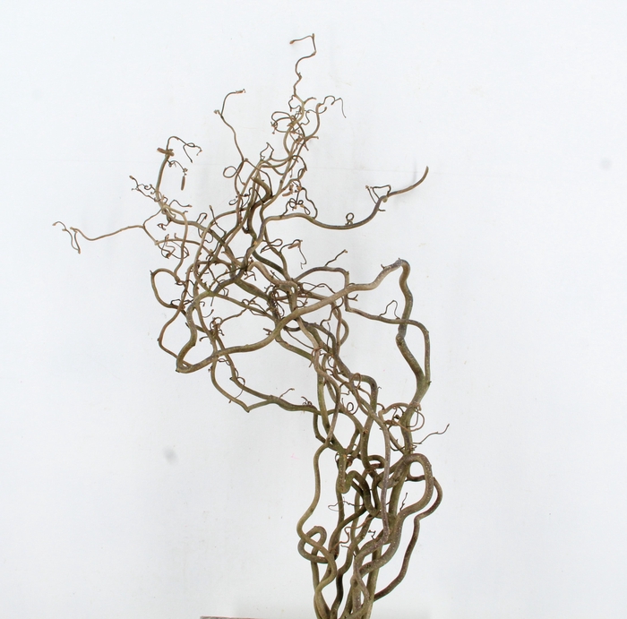 <h4>CORYL AV CONTORTA 2 JARIG 080CM</h4>