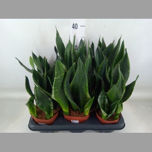 Sansevieria trifa.   ...