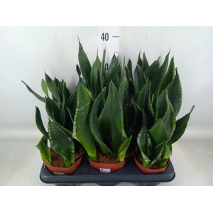 Sansevieria trifa.   ...