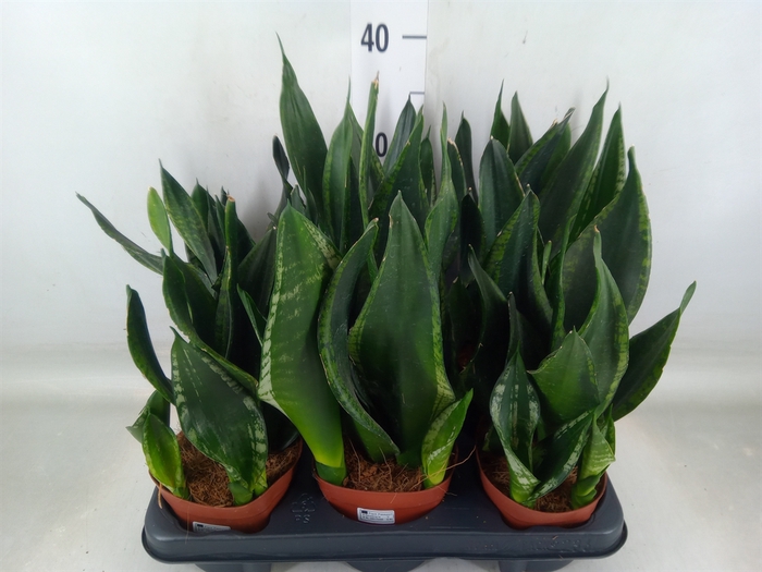 <h4>Sansevieria trifa.   ...</h4>