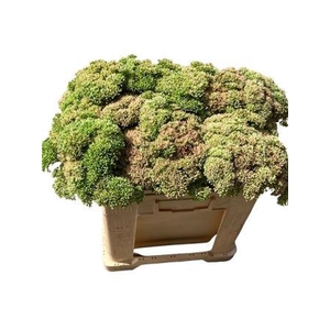 Sedum Spectabile