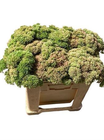 <h4>Sedum Spectabile</h4>