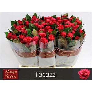 R Gr Tacazzi