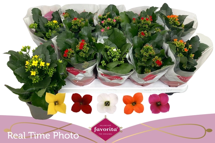 <h4>KAL EN GEM 5 KL</h4>