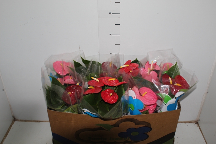 ANTHURIUM VARIADO P15