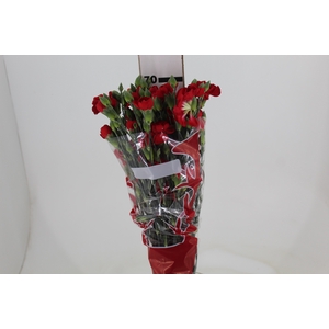CRAVO SPRAY PIAFF 070 CM VERMELHO