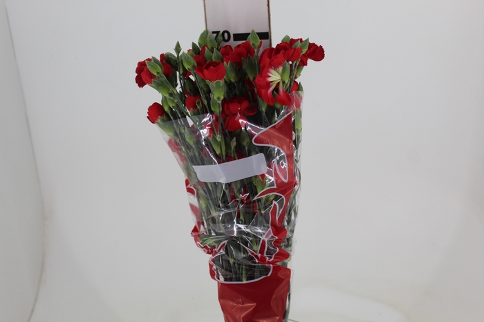 <h4>CRAVO SPRAY PIAFF 070 CM VERMELHO</h4>
