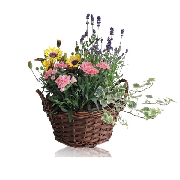 <h4>Collectie Hanoi Arrangement in Mand 25 cm</h4>