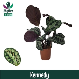 Calathea 14cm Kennedy Rhythm of Nature