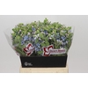 Oxypetalum Tweedia Blue