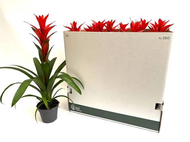 <h4>GUZM OSTARA</h4>