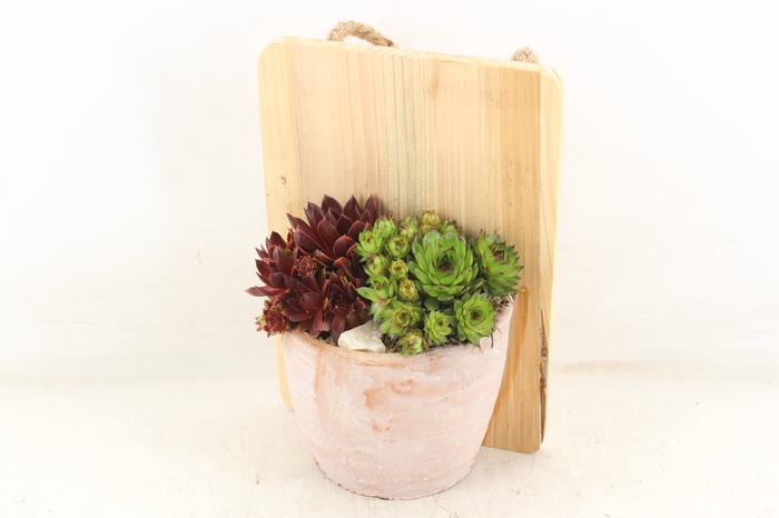 <h4>arr4 Semp PL - Wandhanger terra cotta</h4>